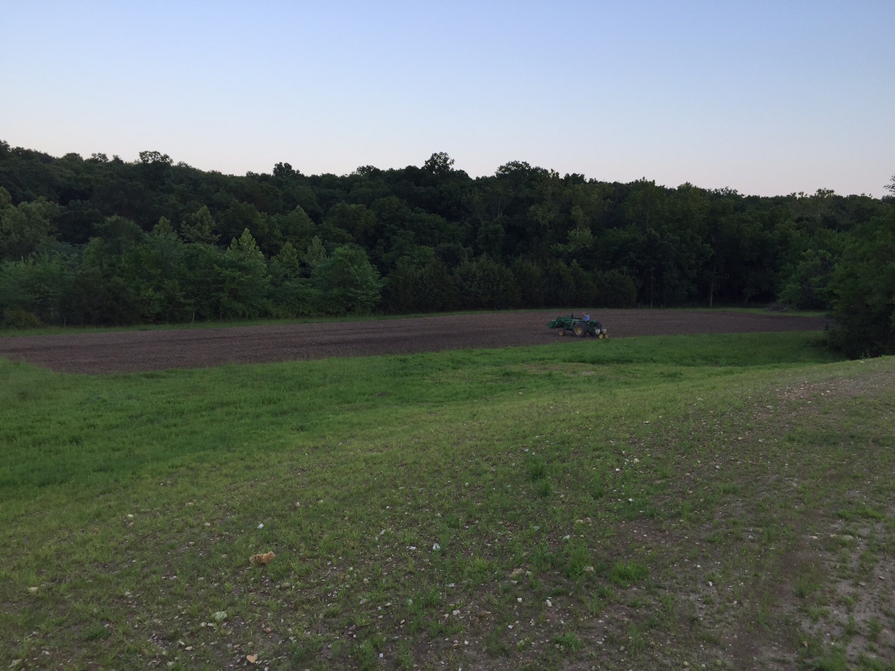 Attached picture Food plot sunflower and corn.JPG